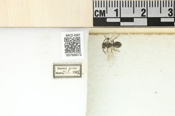 Media type: image;   Entomology 768672 Aspect: Labels
